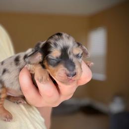 Boy 2 - Dapple male Dachshund puppy in Southwest Ranches, Florida from Breezy Florida Dachshunds