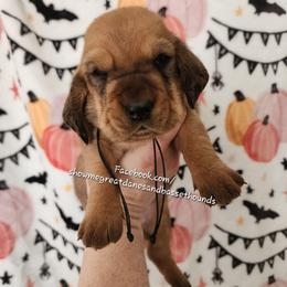 Blanche - Mahogany and white female Basset Hound puppy in Alton, Illinois from Show Me Great Danes and Basset Hounds