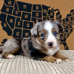 Chili - Blue merle female Miniature Australian Shepherd puppy in Michie, Tennessee from Acton Aussies