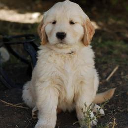 Pink Female - Golden female Golden Retriever puppy in Meeteetse, Wyoming from Greybull River Goldens