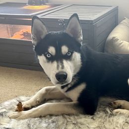 Rafael - Siberian Husky
