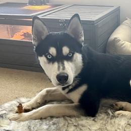Rafael - Siberian Husky