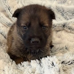 Mint Girl - Sable female German Shepherd puppy in Beech Grove, Arkansas from Ze Zadnich lesu