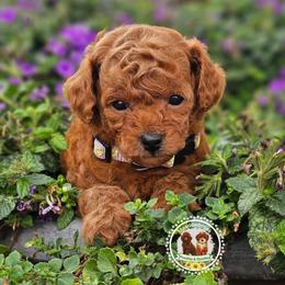 Darla - Red  female Poodle puppy in Salem, Missouri from Meadowbrook Poodles