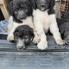 Bordoodles from Country Life Bordoodles