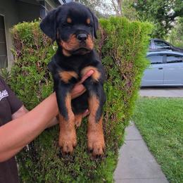 No name - Black and mahogany male Rottweiler puppy in San Bernandino, California from VON DER SENTINEL
