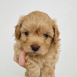 Poodle Puppies from Caboodles Of Poodles