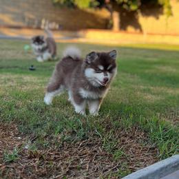 Patches - Red and white female Pomsky puppy in Orange County, California from Pomsky Playpen