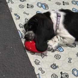 Teacup-lavender - Black and white female Basset Hound puppy in Pflugerville, Texas from Mountain Mama Bassets