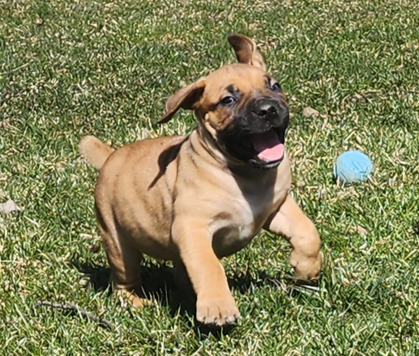 Girl 4 - Boerboel puppy in Naples, New York from Freedom Boerboels LLC