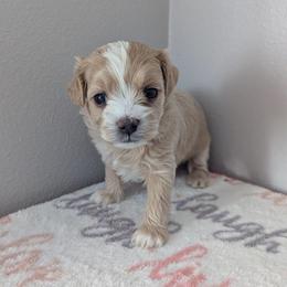 Latte - Cream female Maltipoo puppy in Fife, Washington from Joyful Pups