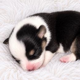 Dolly - Black and white female Cardigan Welsh Corgi puppy in Kerens, West Virginia from Leather & Lace