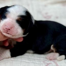 Oreo (purple collar) - Tri-color female Bernedoodle puppy in Colorado Springs, Colorado from Mercy Mountain Bernedoodles