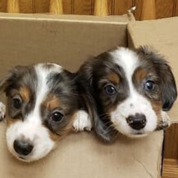 Dachshunds from Avoiding Fading Puppy