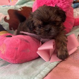 Shih Tzu Puppies from Liz Shih Tzu Cuties