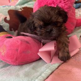 Shih Tzu Puppies from Liz Shih Tzu Cuties