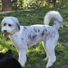 Viva - Aussiedoodle