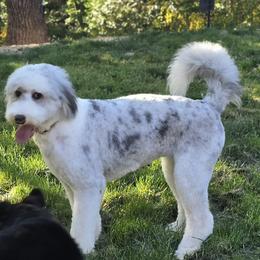 Viva - Aussiedoodle