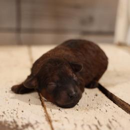 Matt - Red male Whoodle puppy in West Bend, Iowa from Blue Skies Terriers