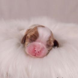 AKC Alice - Blenheim female Cavalier King Charles Spaniel puppy in Bonney Lake, Washington from House of Happy Cavaliers