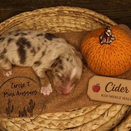 Cider - Red merle male Miniature Australian Shepherd puppy in Apache Junction, Arizona from Circle T Mini Aussies