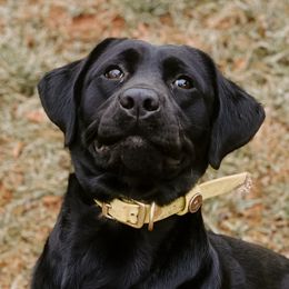 Charlie - Labrador Retriever