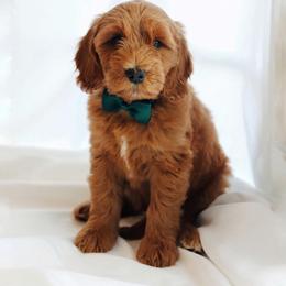 Double Doodle and Goldendoodle Puppies from GoldendoodlePaw