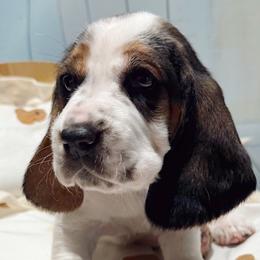 Coco - Black white and brown female Basset Hound puppy in Hodges, South Carolina from Blooming Basset