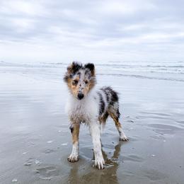 Collie Puppies from Meissa Collies