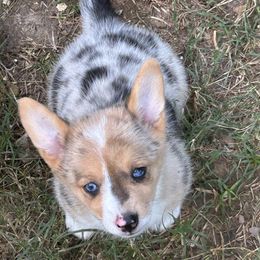 Smudge - Blue merle and white female American Corgi puppy in Crosby, Texas from TriplecminiaussiesAndCorgis