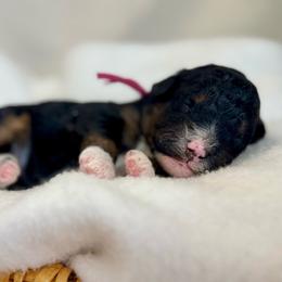 Pink - Tri-color female Bernedoodle puppy in Hesperia, Michigan from Red Acres Poodles & Doodles