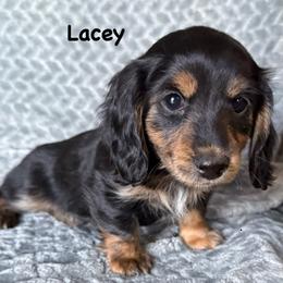 Lacey - Black and tan female Dachshund puppy in Casa Grande, Arizona from Short n Sassy Dachshunds of AZ
