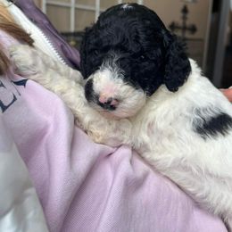 Goldendoodle and Poodle Puppies from Elizabeth Rocha's Doodles