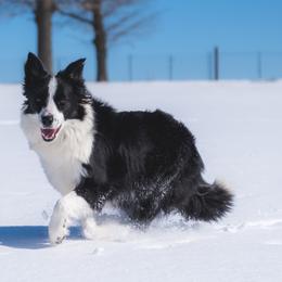 Petal - Border Collie