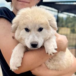 Tortilla - Badger female Colorado Mountain Dog puppy in Cotopaxi, Colorado from Once Upon A Moose (OUM)