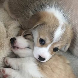 Pembroke Welsh Corgi Puppies from Anlen Pembroke Welsh Corgis