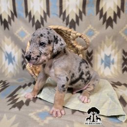 Whiskey - Merle male Great Dane puppy in Spiro, Oklahoma from Big Birch Danes