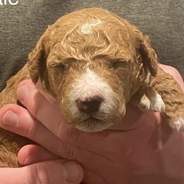 Goldendoodles from Sugar River Doodles