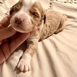 Jolene - Red female Bernedoodle puppy in Winfield, Alabama from Rose Lane Doodles