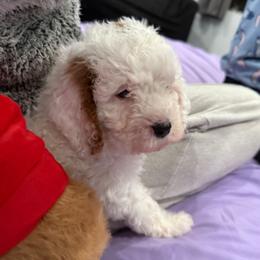 Snowball - White female Cavapoo puppy in Knoxville, Tennessee from Shannan's Cavapoos