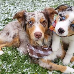 Australian Shepherds from Safe Haven Aussies