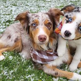 Australian Shepherds from Safe Haven Aussies