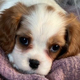 Cavalier King Charles Spaniels from Mentmore Spaniels