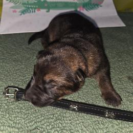 Black - Sable male German Shepherd puppy in Motley, Minnesota from Von Thomson Haus