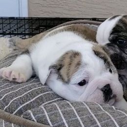 Bichon Frises, Bulldogs, and French Bulldogs from Arralaine Pups