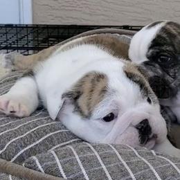 Bichon Frises, Bulldogs, and French Bulldogs from Arralaine Pups