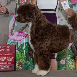 Slater - Portuguese Water Dog