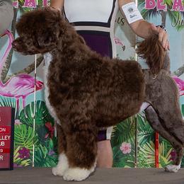 Slater - Portuguese Water Dog