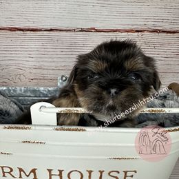 Shih Tzu Puppies from Shurbeez Shih Tzu
