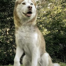 Siberian Huskies from Howells Siberian Huskies